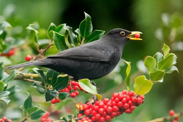 Lots of robins and blackbirds in your garden might indicate you're making one big mistake