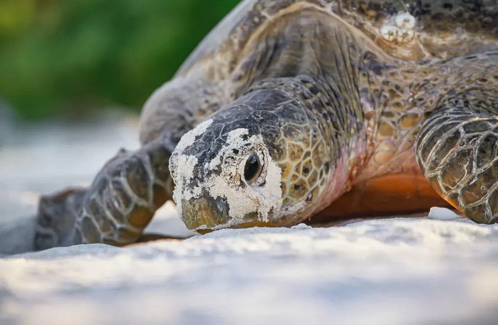 Seven Good News Stories You Missed This Year