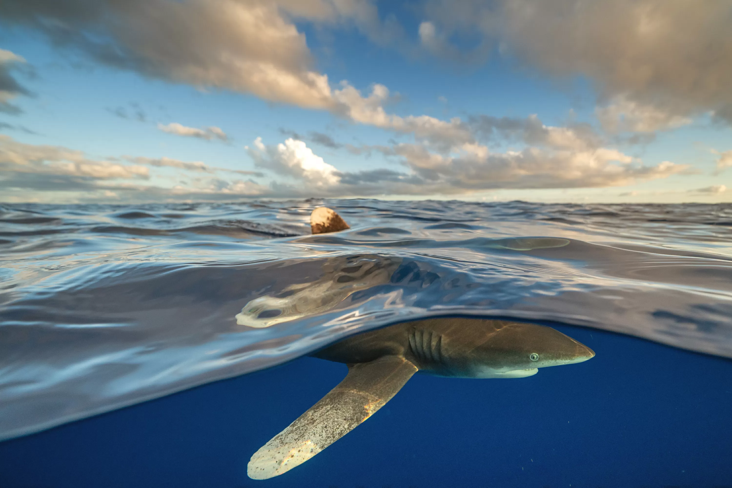 Good News About Sharks