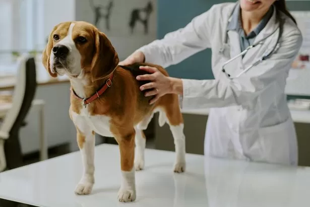 Expert warns against 'small misjudgements' in alert dog owners