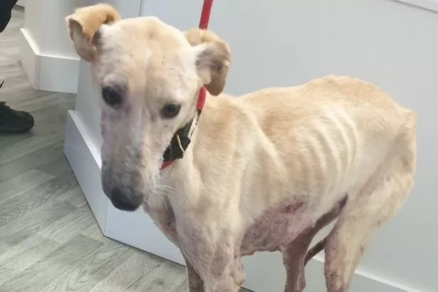 Dog found in horrible state before rescuers made heartbreaking discovery