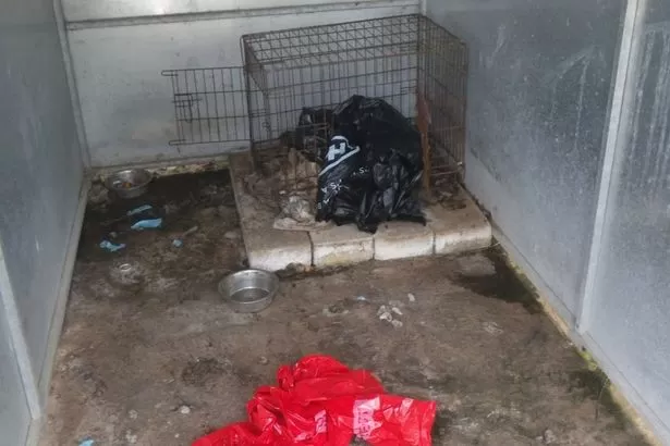 'Mummified' pet dogs found at woman's home in 'heartbreaking case'