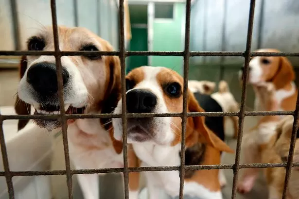 Investigation launched into Welsh animal rescue charity