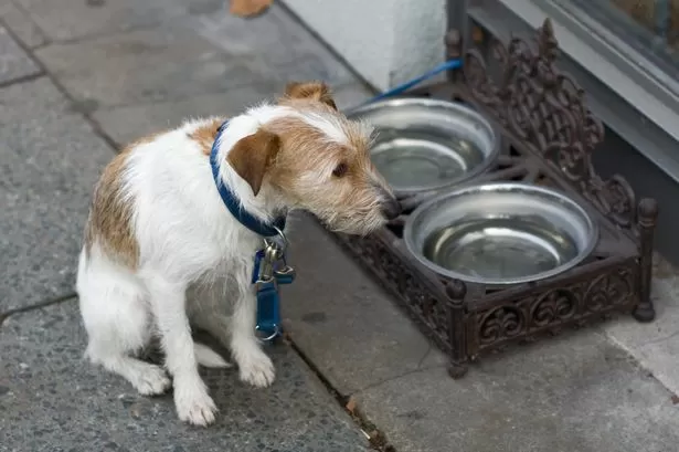 Pub and cafe warning to dog owners over 'incurable' illness