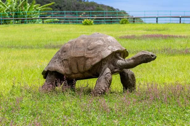 World's oldest known land animal reported dead in cryptocurrency hoax