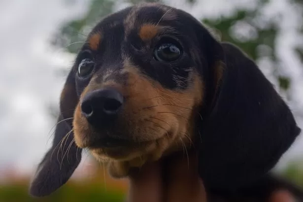 FSA message to all dog owners over pet food dangers