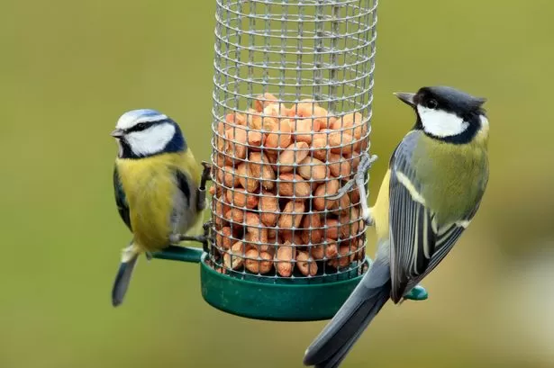 Everyone with birds in garden given urgent new RSPB advice