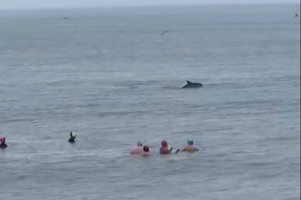 Incredible sight as dolphins pass swimmers yards from Welsh beach