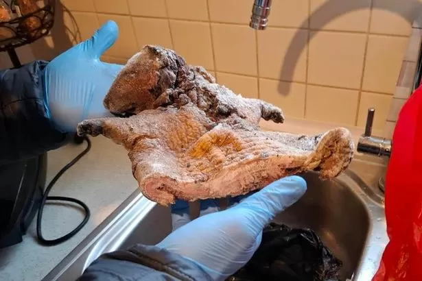 Police find rat meat in illegal food raid