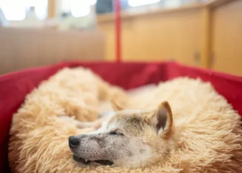 Kabosu, the Shiba Inu That Inspired the ‘Doge’ Meme and Cryptocurrency, Has Died at Age 18