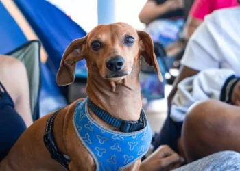 “Unpacking the Meaning of Salud: More Than Just Health”