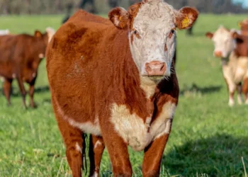 “The Impact of Economía on Our Daily Lives”