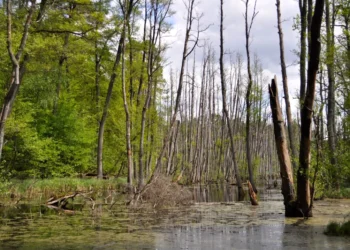 “Protecting Our Planet: The Growing Importance of Medio Ambiente”