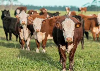 “The Power of Economía: Understanding Our Daily Decisions”