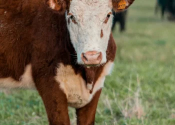 “The Intriguing World of Economía: Understanding and Shaping Our Future”