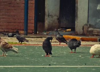 This Anthropology Course Looks at Built Environment From Animal Perspective