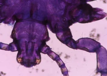 Revisiting the ‘Research Parasite’ Debate in the Age of AI