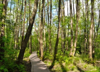 “The Vital Role of the Environment in Our Lives”