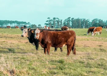 “The Impact of Economía: Understanding Resource Allocation and Growth”