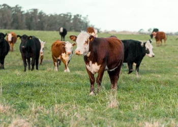 “The Impact of Economía: Shaping Our World’s Development”