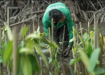 COP16 – Is This Our Last Chance to Save Nature?