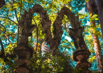 “Protecting the Environment: A Growing Global Concern”