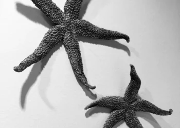 “The Essential Role of Art and Entertainment in Our Lives”