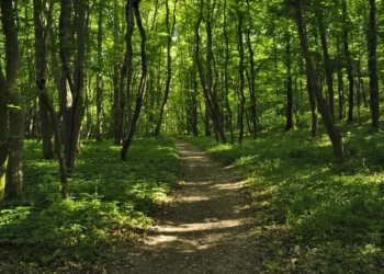 “Medio Ambiente: The Foundation of Our Existence”