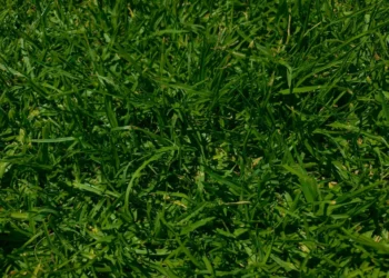 “The Vital Role of Environment for Our Survival”