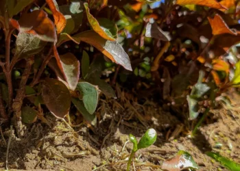 “Protecting Our Precious Environment: A Call to Action”