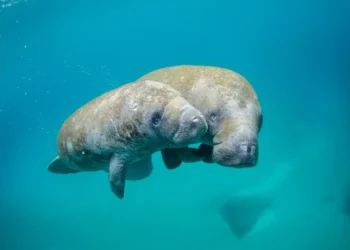 “Preserving Our Environment: A Shared Responsibility”