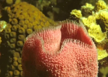 “Preserving Our Planet: The Responsibility of Every Individual”