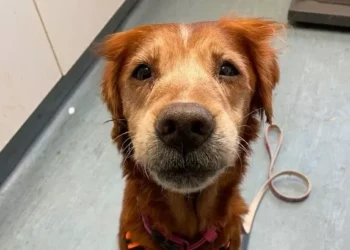 Search for foster homes for 12 dogs found wandering around wasteland