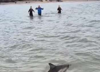 Mother and calf dolphin saved from stranding themselves on Welsh coast