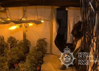 12 arrests as part of huge police cannabis operation in Wales