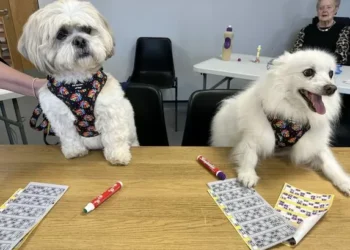 The unique Swansea café which comes with an added bonus for animal lovers