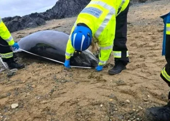 An 800-year law was enacted after a bottlenose dolphin washed up on Welsh beach