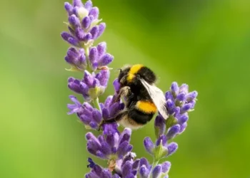 What makes a bee-friendly garden and the colour they adore the most