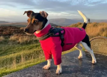 Someone put fish hooks in treats at a popular park and one dog almost died