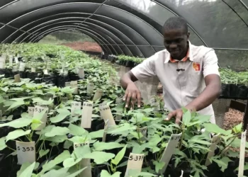 CGIAR Science Week Seeks Solutions for a Food-Secure, Climate Resilient Future