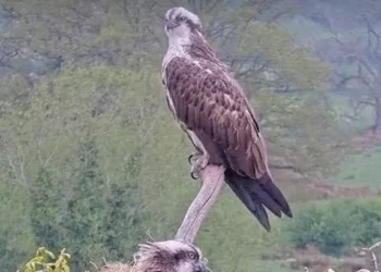 Something just happened in part of Wales that hasn’t happened for 250 years