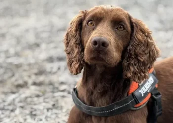 Dog returned from snaffle in undergrowth with bag jammed with thousands of pounds
