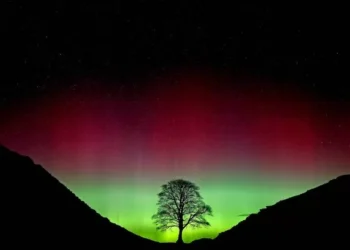 Sycamore Gap accused said it was ‘just a tree’, court told