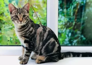 Cat owners in one area of Wales told to keep pets indoors after ‘red alert’