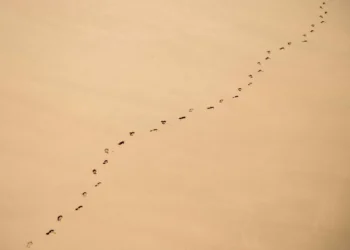 Why Men Have a Bigger Carbon Footprint Than Women  