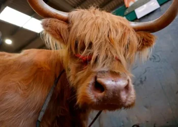 Thousands set to visit ‘magnificent’ Royal Welsh show