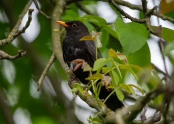 Plea to ‘take action’ in gardens if blackbirds are spotted