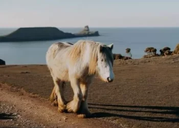 National Trust threat to remove grazing horses from Rhossili