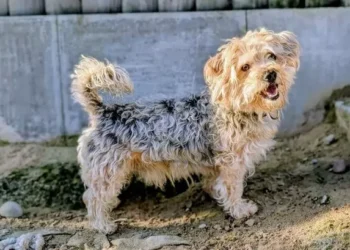 20 lost and abandoned dogs looking to be adopted in Cardiff