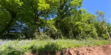 Duck barn built in ancient woodland did not have planning permission
